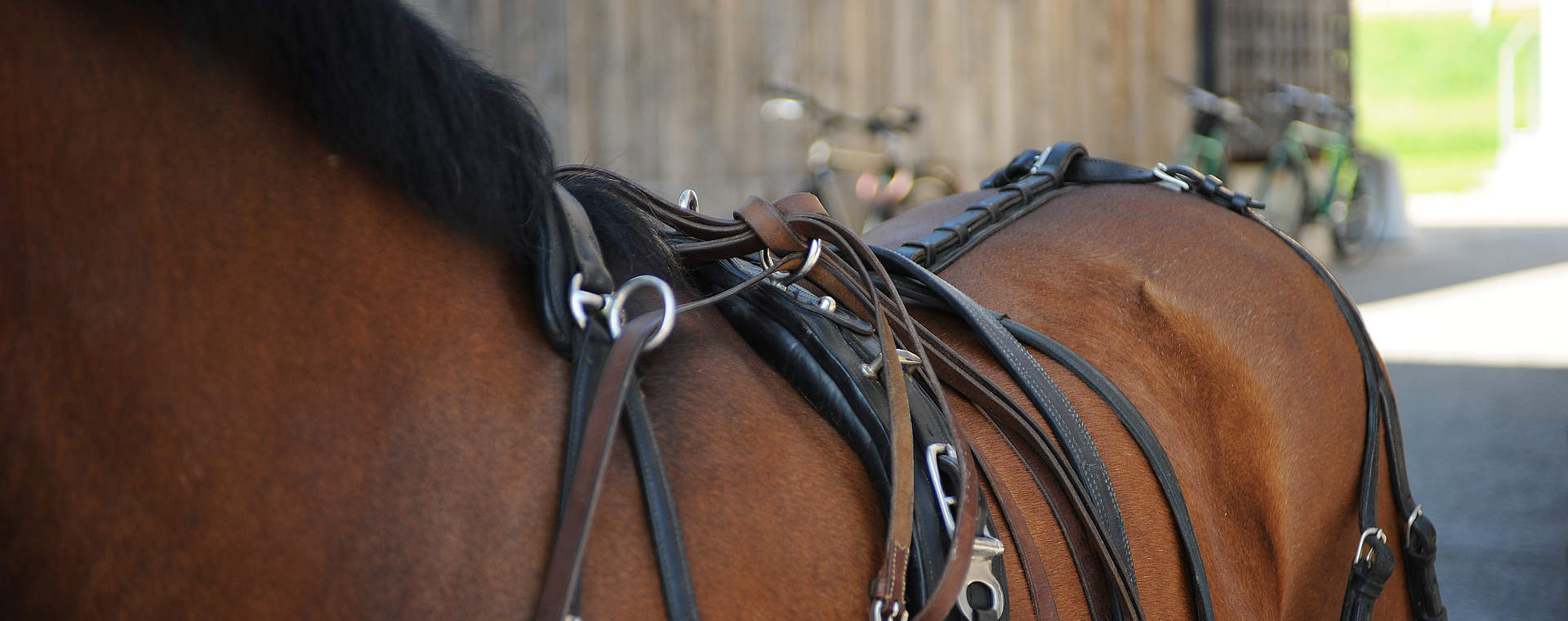 Reitferien und Wellnessferien in Österreich, Urlaub mit Pferd in Österreich im Reithotel Gut Weissenhof