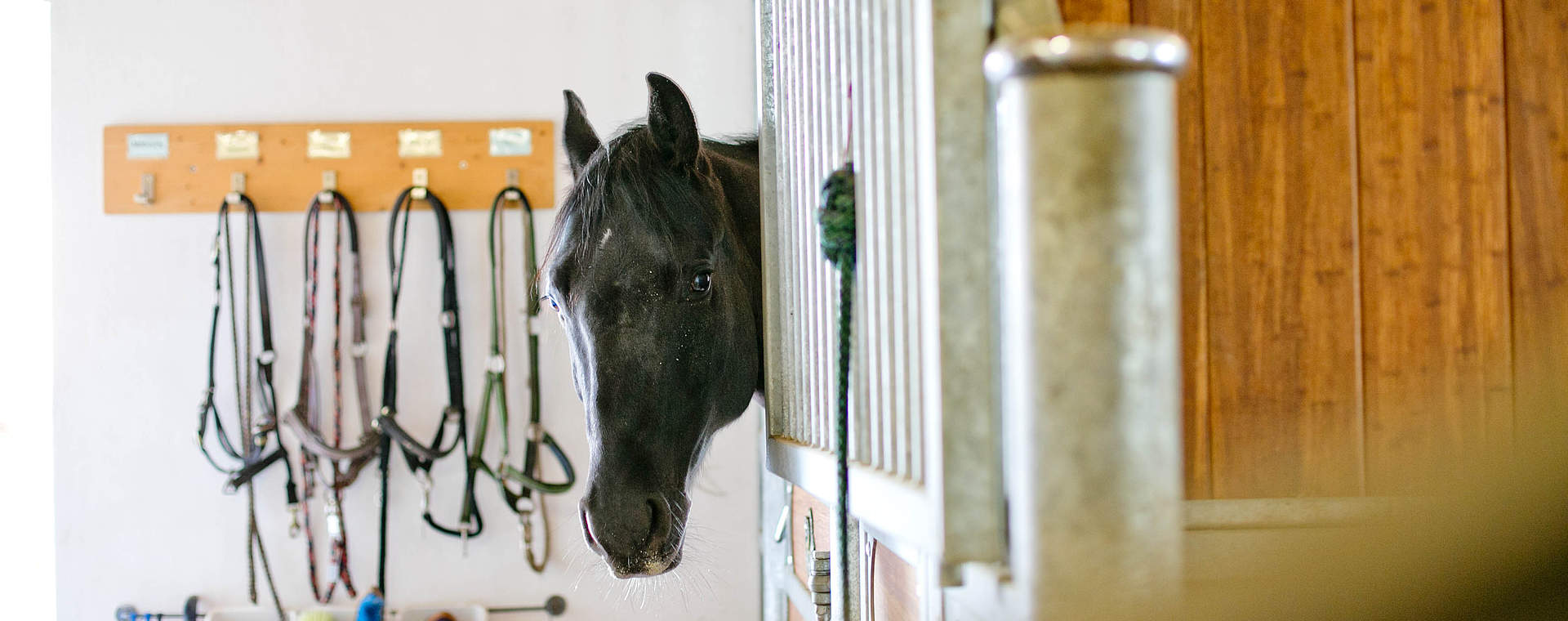 Reiturlaub mit eigenem Pferd in Salzburg, Urlaub mit Reitmöglichkeit im Reithotel Gut Weissenhof, Wellnessurlaub und Reiturlaub