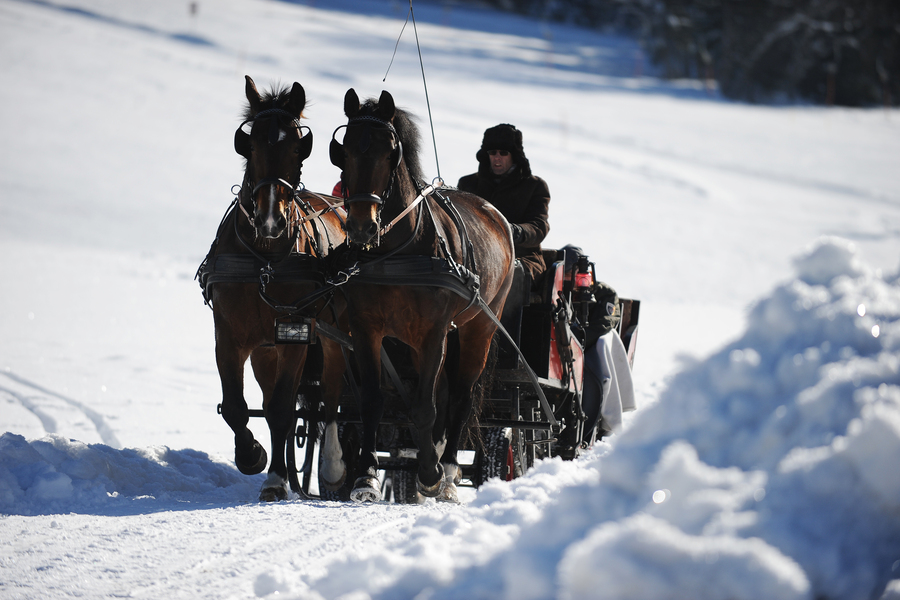 Pferdeschlittenfahrt im Winter im Reithof Gut Weissenhof